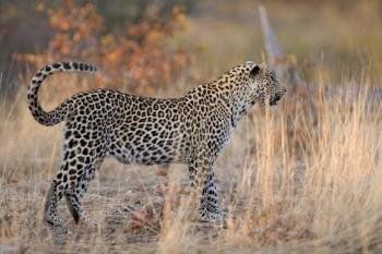 Animaux - Félins -Le Chat sauvage d'Asie -Le Tigre - Présentation -et autres (photos,textes,historiques) Panthere-afrique1_2