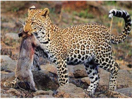 chat - Animaux - Félins -Le Chat sauvage d'Asie -Le Tigre - Présentation -et autres (photos,textes,historiques) Panthere-repas1_1