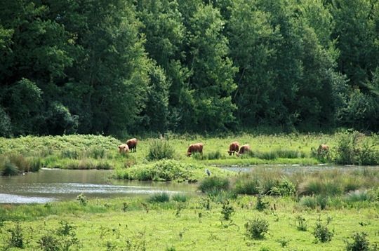 Balades en France-curiosités-(Chaos de Montpellier le Vieux -+Abîme de Bramabiau Ect.... Petite-camargue-a