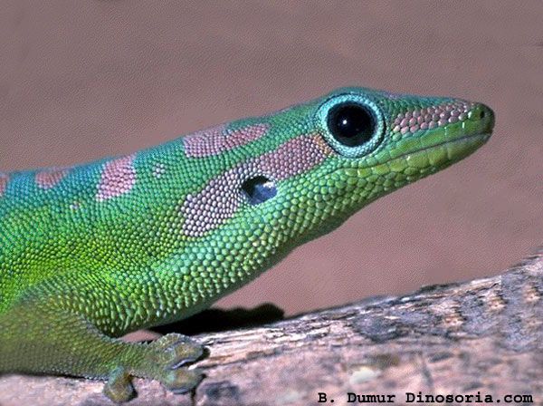 Animaux - Lézards - Caméléon panthère -Anguidae - L'orvet - Phelsuma-cepediana-180b5b4