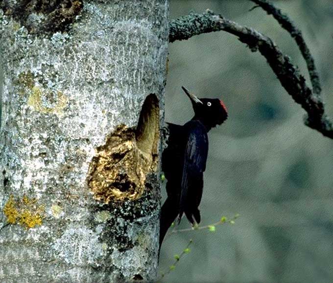 Animaux - Oiseaux - Le grand corbeau +colibri+ara rouge+pic noir Pic_noir_03-15cd964