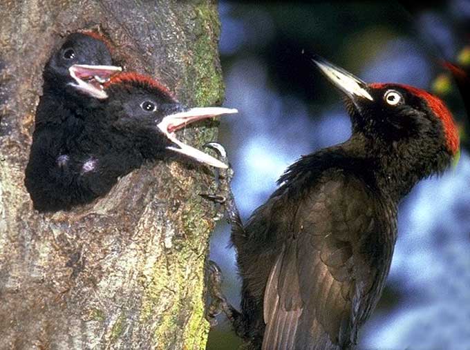 Animaux - Oiseaux - Le grand corbeau +colibri+ara rouge+pic noir Pic_noir_04-15cda2e