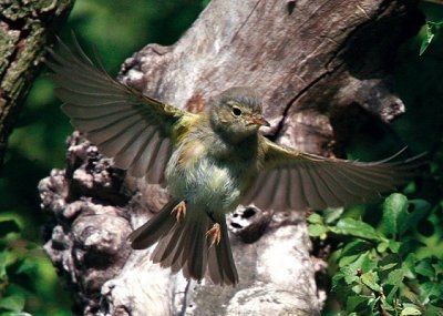 Animaux - Oiseaux - Le roselin familier -Calopsitte - Manchot empereur -+ autres(photos,textes) Pouillot-veloce-491341-20c0003