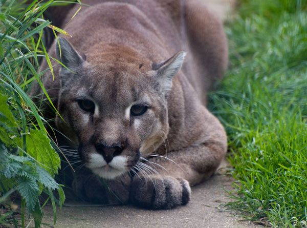 chat - Animaux - Félins -Le Chat sauvage d'Asie -Le Tigre - Présentation -et autres (photos,textes,historiques) Puma-500