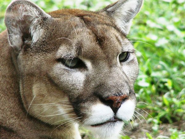 Animaux - Félins -Le Chat sauvage d'Asie -Le Tigre - Présentation -et autres (photos,textes,historiques) Puma-floride