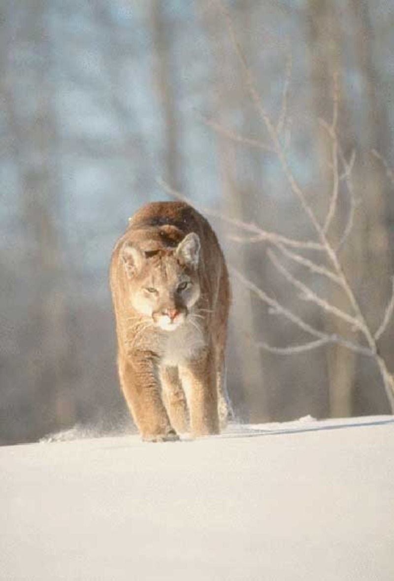 Animaux - Félins -Le Chat sauvage d'Asie -Le Tigre - Présentation -et autres (photos,textes,historiques) Pumald06