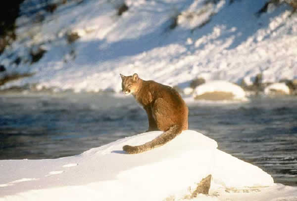 chat - Animaux - Félins -Le Chat sauvage d'Asie -Le Tigre - Présentation -et autres (photos,textes,historiques) Pumald07