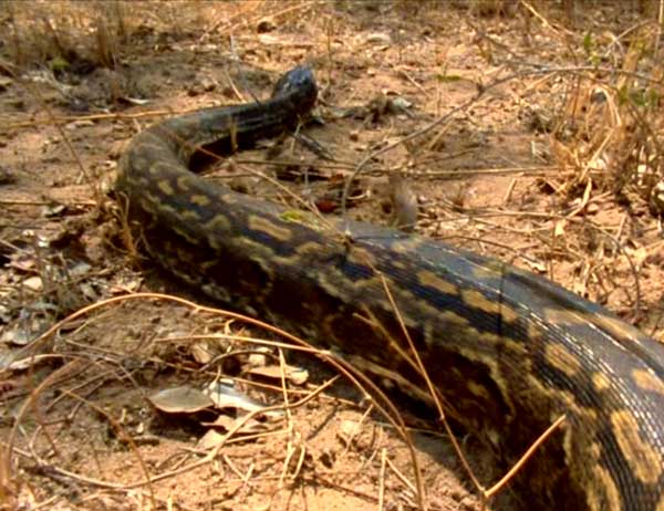 Animaux - Serpents - Histoire et évolution -Boa constricteur - Boa à trois bandes -.............. Python-seba-d-1-157b4fa1