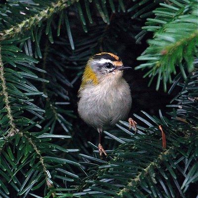 Animaux - Oiseaux - Le roselin familier -Calopsitte - Manchot empereur -+ autres(photos,textes) Roitelet-triple-b