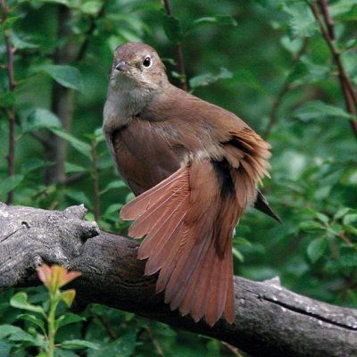 Animaux - Oiseaux - Le roselin familier -Calopsitte - Manchot empereur -+ autres(photos,textes) Rossignol-philomele-491359-20bfedf