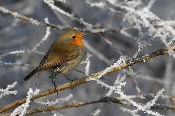 Animaux - Oiseaux - Le roselin familier -Calopsitte - Manchot empereur -+ autres(photos,textes) Rouge-gorge-6-150fc40