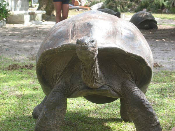 Parcs, réserves... - Long Point -2- Seychelles-tortue-2-144c908