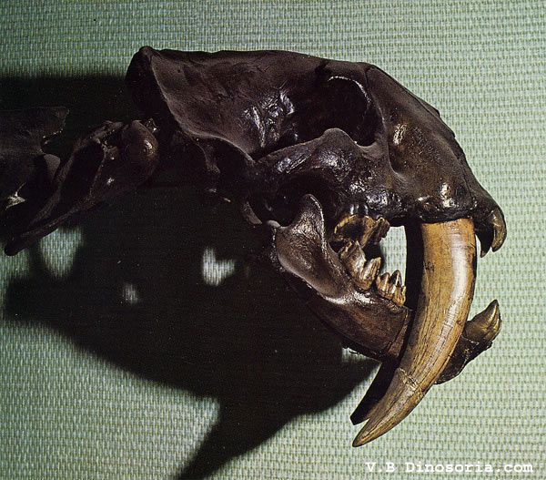 Animaux préhistoriques -Diprotodon - Chalicotherium -et autres(photos,textes...) Smilodon-d-1-1757dfb