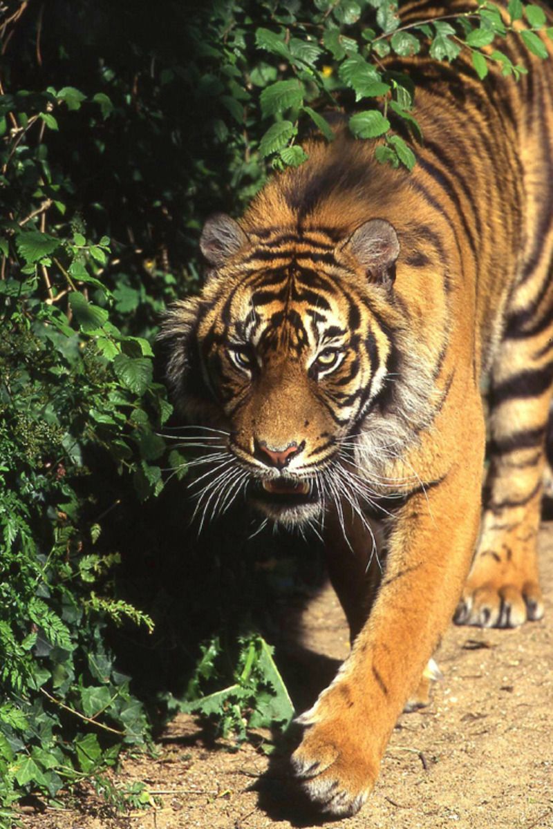 Animaux - Espèces menacées -La panthère nébuleuse +Le Kagou huppé+ autres Tigre01def