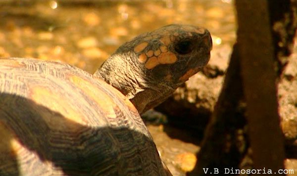 Tortues - tortue terrestre - Tortue marginée + autres,ainsi que marines Tortue-charbonniere-d-3
