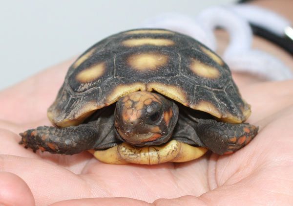 Animaux - Tortues -(photos,textes) Tortue-charbonniere-d-8