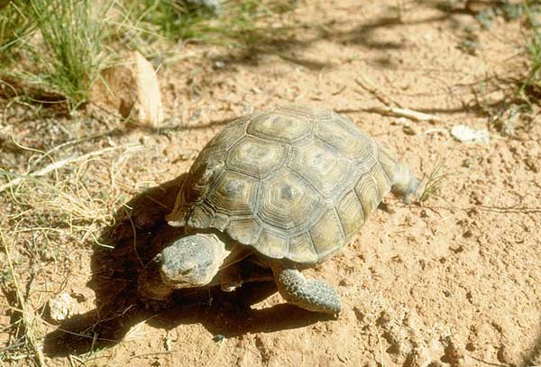 Tortues - tortue terrestre - Tortue marginée + autres,ainsi que marines Tortue_desert_soft