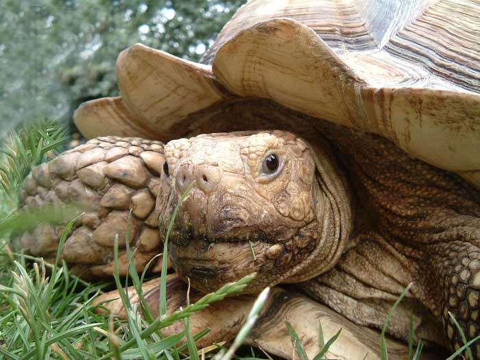 Tortue terrestre sillonnée(photos et vie) Tortue_savane