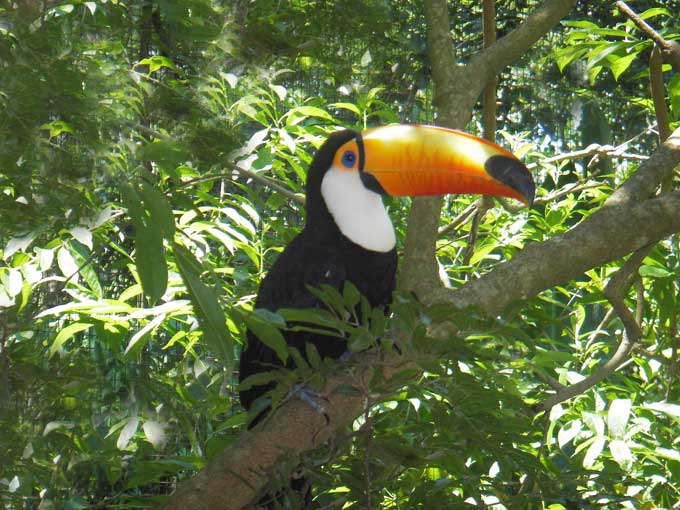 Animaux - Oiseaux - Le roselin familier -Calopsitte - Manchot empereur -+ autres(photos,textes) Toucan5-13d2edc