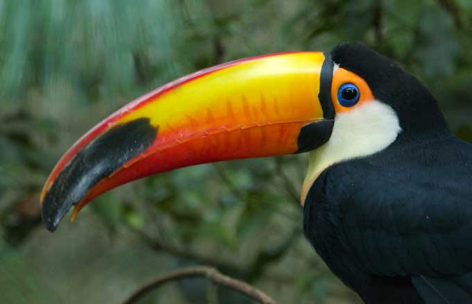 Animaux - Oiseaux - Le roselin familier -Calopsitte - Manchot empereur -+ autres(photos,textes) Toucan6-13d2d83