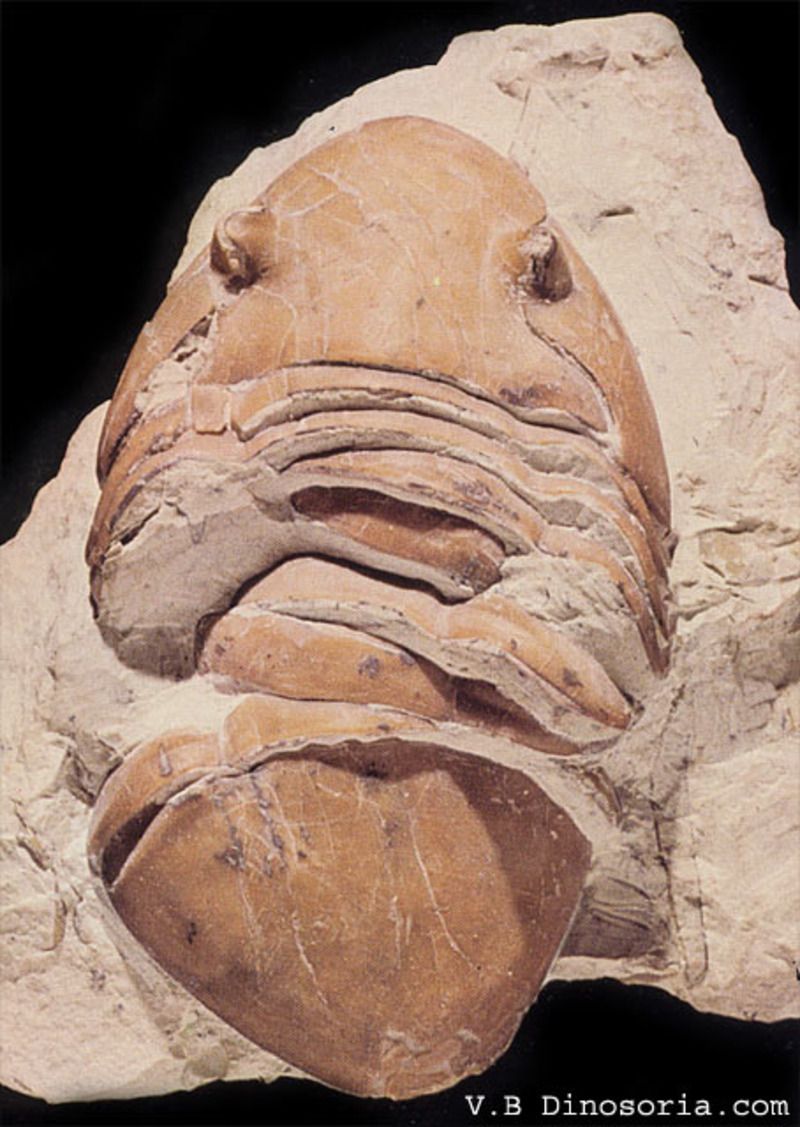 Fossiles et fossilisation - Trilobite-d-1-195d707