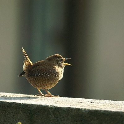 Animaux - Oiseaux - Le roselin familier -Calopsitte - Manchot empereur -+ autres(photos,textes) Troglodyte-mignon-491368-20bfc48