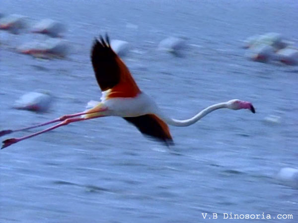 Animaux - Oiseaux - le Kookaburra +autruche+flamant rose+kiwi Untitled-14148f7