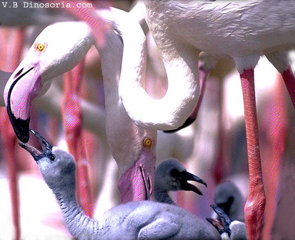 Animaux - Oiseaux - le Kookaburra +autruche+flamant rose+kiwi Untitled-141497b