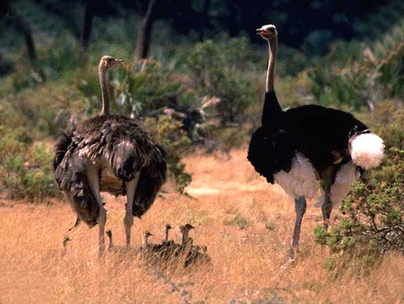 Animaux - Oiseaux - le Kookaburra +autruche+flamant rose+kiwi Untitled-142533b