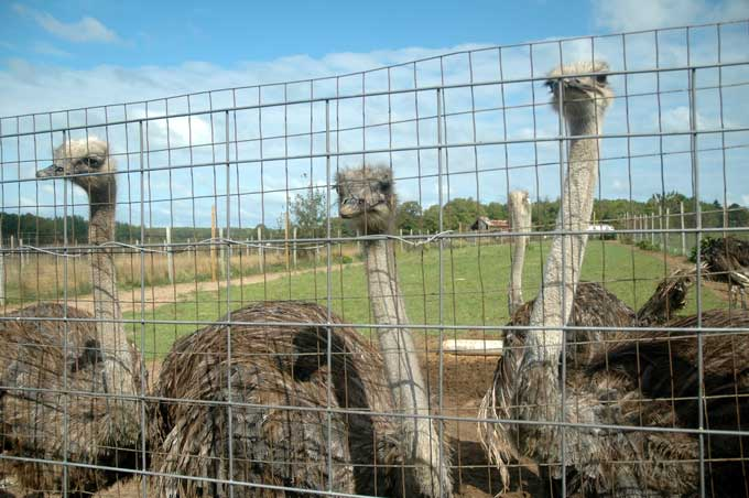 Animaux - Oiseaux - le Kookaburra +autruche+flamant rose+kiwi Untitled-142540e