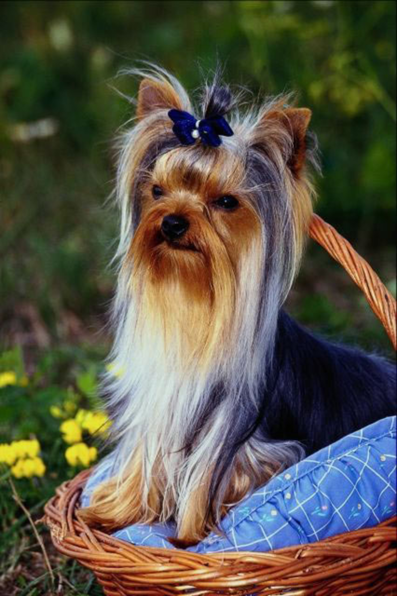 animaux de compagnie - chiens -Le Yorkshire terrier+Le Berger des Pyrénées et autres (photos,textes) Untitled-1525cbc