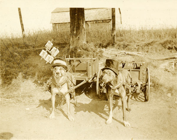 animaux de compagnie - chiens (caractères.....) Untitled-1526041