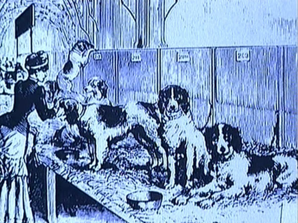 animaux de compagnie - chiens -Le Yorkshire terrier+Le Berger des Pyrénées et autres (photos,textes) Untitled-15260eb
