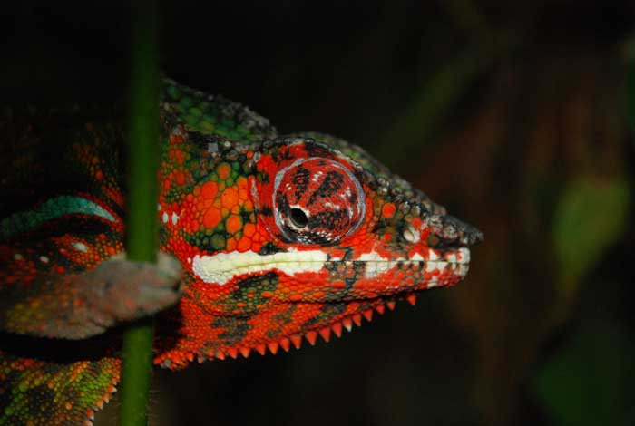 Animaux - Lézards - Caméléon panthère -Anguidae - L'orvet - Untitled-1634460