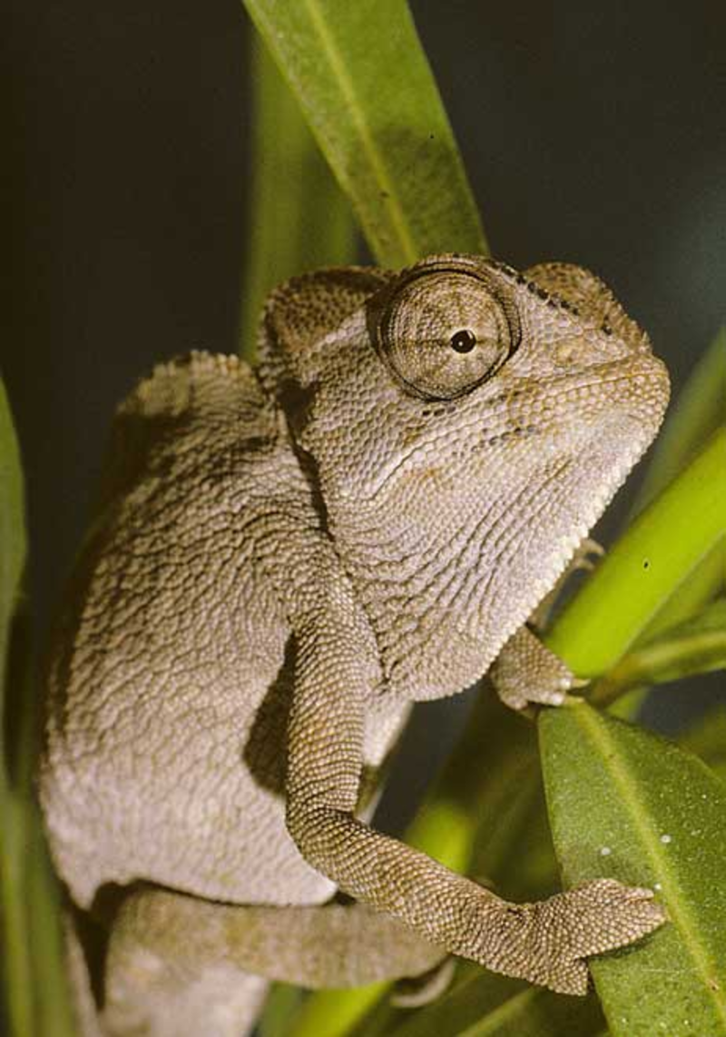 Animaux - Lézards - Caméléon panthère -Anguidae - L'orvet - Untitled-1634520