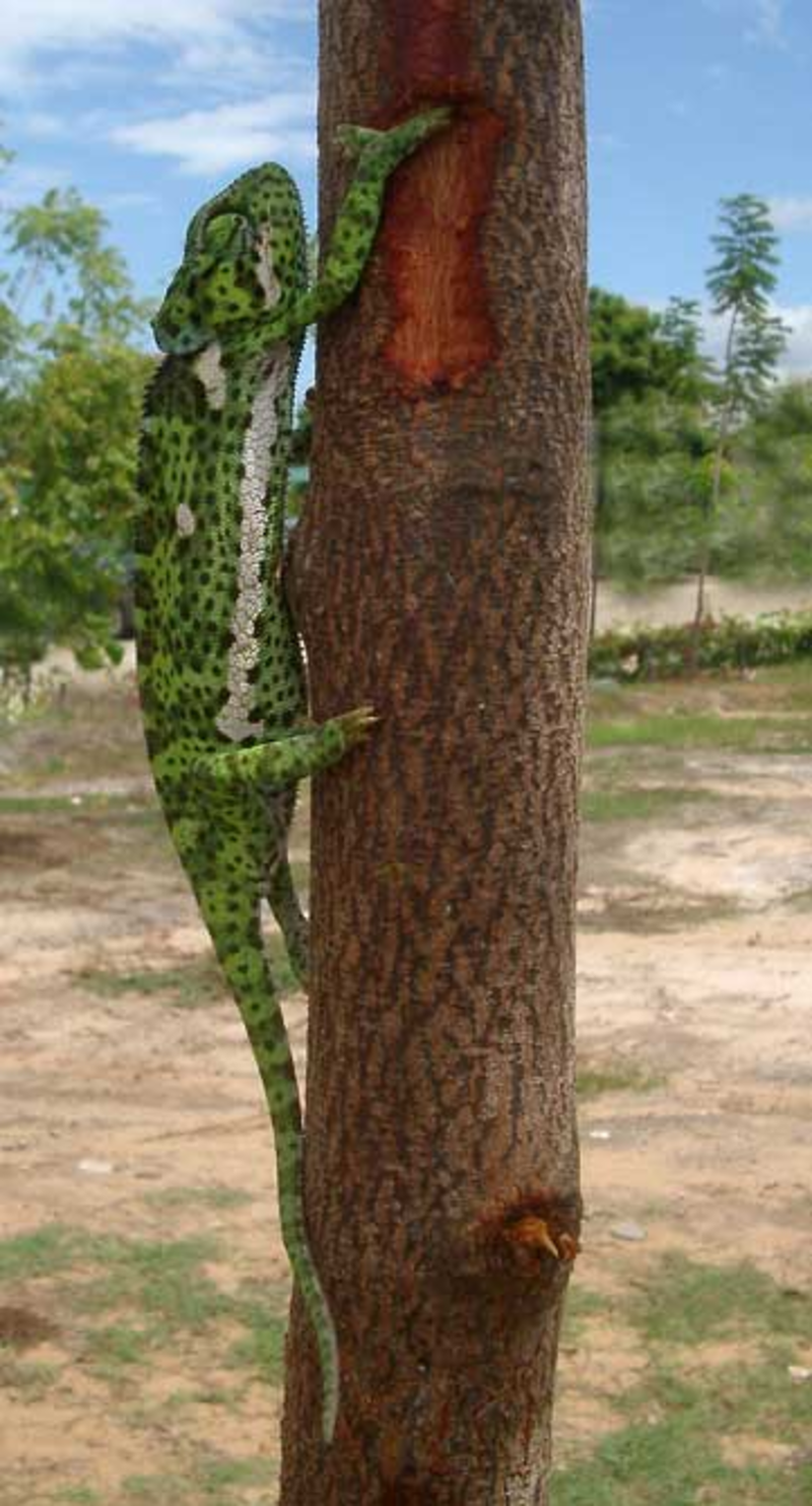 Animaux - Lézards - Caméléon panthère -Anguidae - L'orvet - Untitled-16347c2