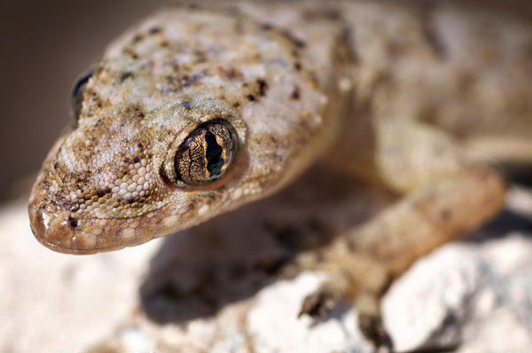 Animaux - Lézards - Caméléon panthère -Anguidae - L'orvet - Untitled-180b5e8