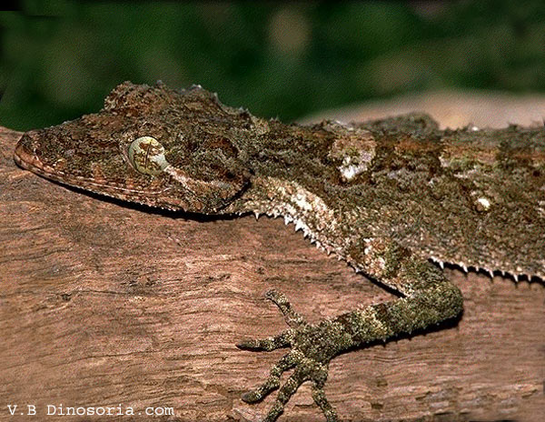 Animaux - Lézards - Caméléon panthère -Anguidae - L'orvet - Untitled-180b69e