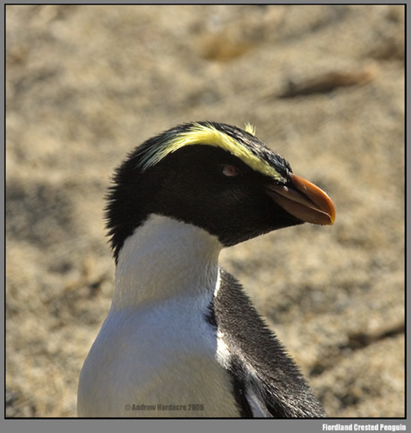 Animaux - Oiseaux - Le roselin familier -Calopsitte - Manchot empereur -+ autres(photos,textes) Untitled-186cb4e