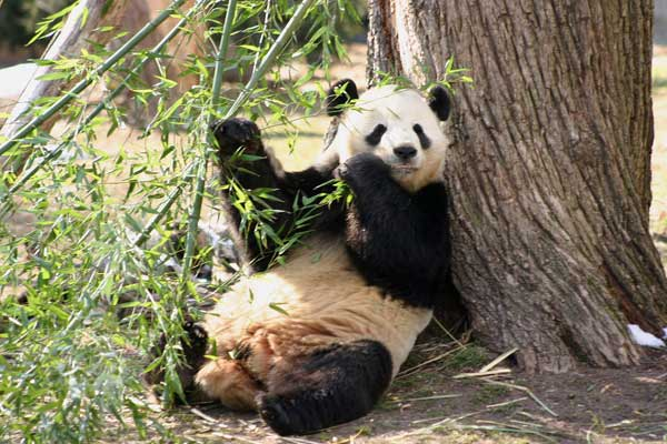 Animaux - Ursidés -Ours Blanc ou Ours Polaire -Le panda -  Untitled-19b8c8a1