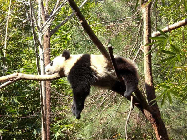 Animaux - Ursidés -Ours Blanc ou Ours Polaire -Le panda -  Untitled-19c0d2f