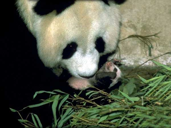 Animaux - Ursidés -Ours Blanc ou Ours Polaire -Le panda -  Untitled-19c0d6d