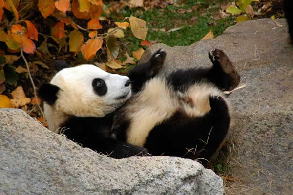 Animaux - Ursidés -Ours Blanc ou Ours Polaire -Le panda -  Untitled-19c0db4