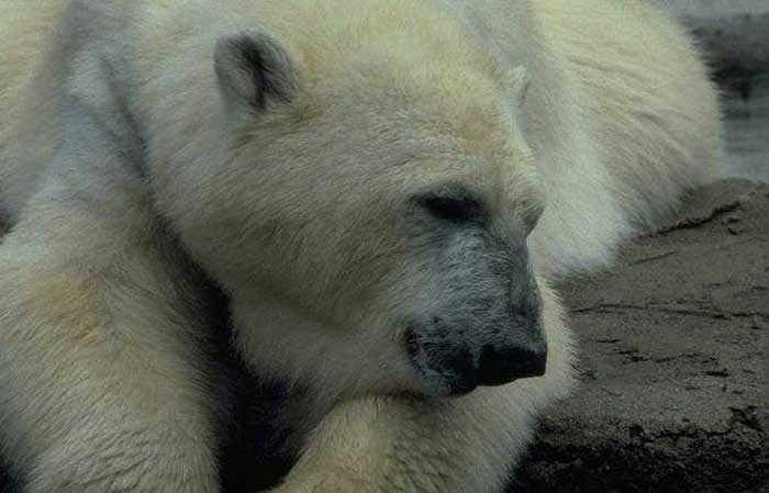 Animaux - Ursidés -Ours Blanc ou Ours Polaire -Le panda -  Untitled-1c9099b