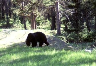 Parcs, réserves... - Long Point -2- Yellowstone