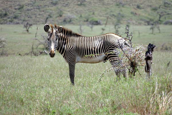 Animaux - Equidés -Le cheval sauvage - Cheval - Mythologie et Légendes -et autres(photos et textes historiques) Zebre-grevy