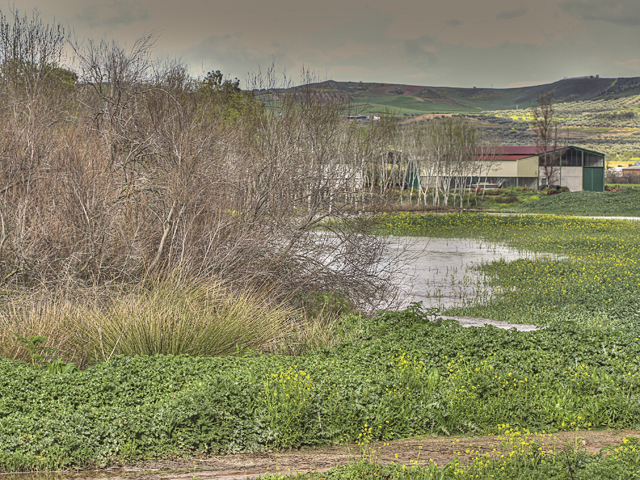 Desbordamiento de los cauces de los arroyos Pusa y Cedena a su paso por Malpica de Tajo Sototorre4