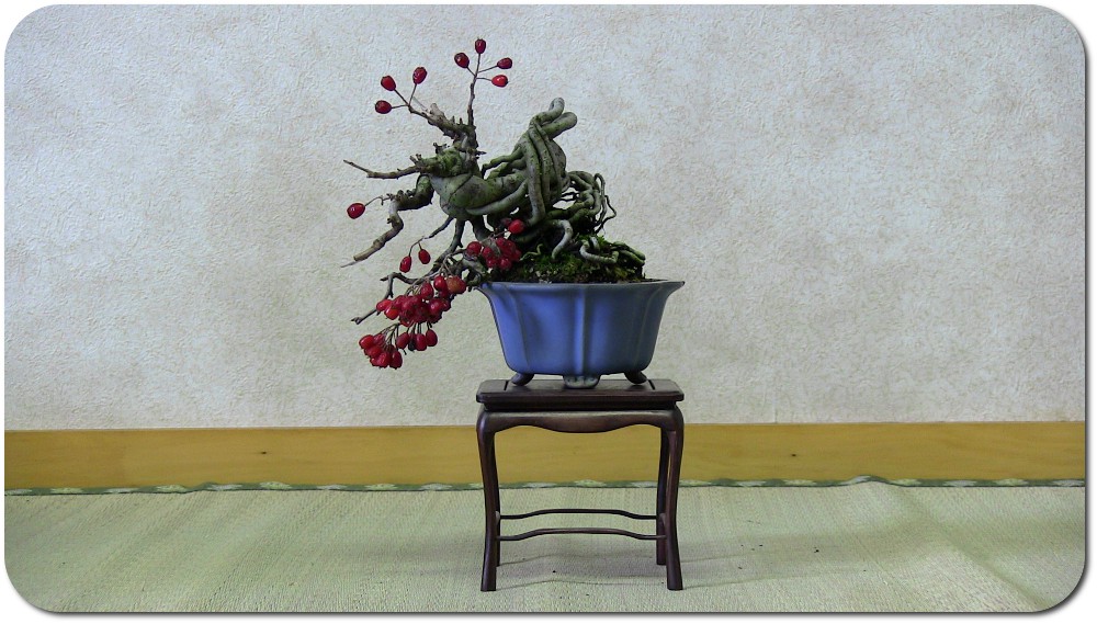 Bonsaï in Japan - update 21janv12 : video demonstration ASPAC Crataegus-bonsai-shohin-01