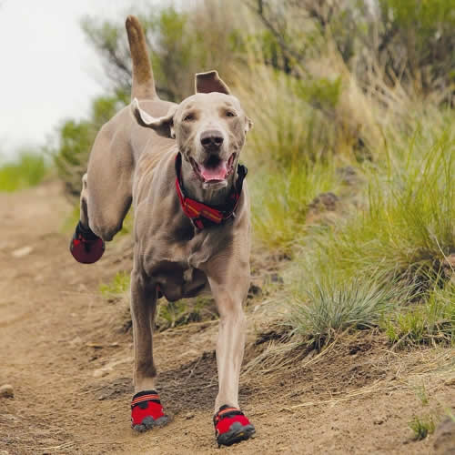 Doggie Running Shoes Weimaraner-running
