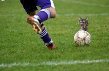 Attention au chat Medium_foot.2